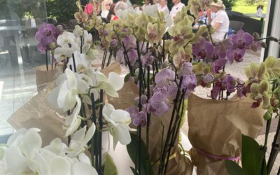 DiDaGos: Orchideen-Turnier